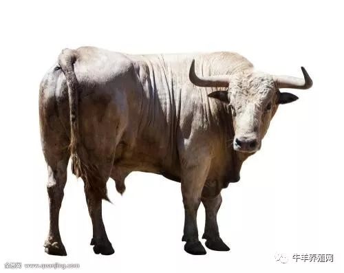 母牛产后不发情的原因、病理表现与综合防治