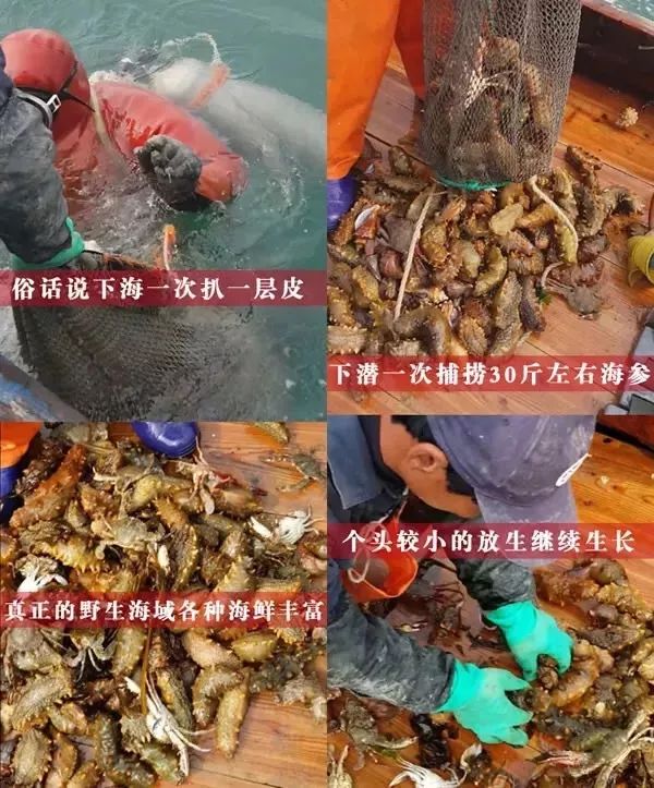 神奇的海参!女人不老、男人不虚,延年益寿,现在知道还不晚……