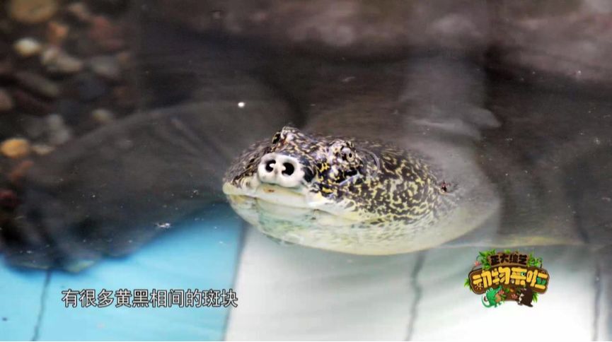 全球仅存三只斑鳖,全球仅存两只斑鳖