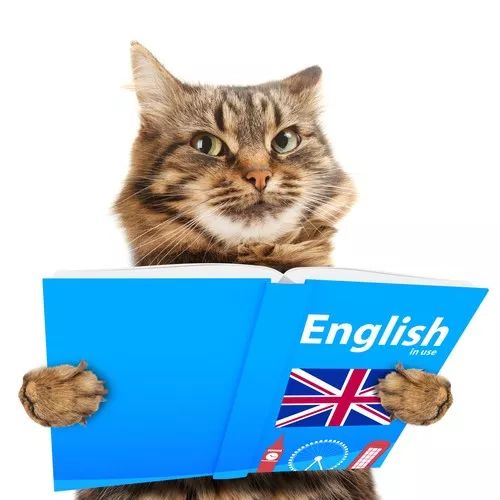 说猫咪是傻子的视频,当人类说猫咪傻