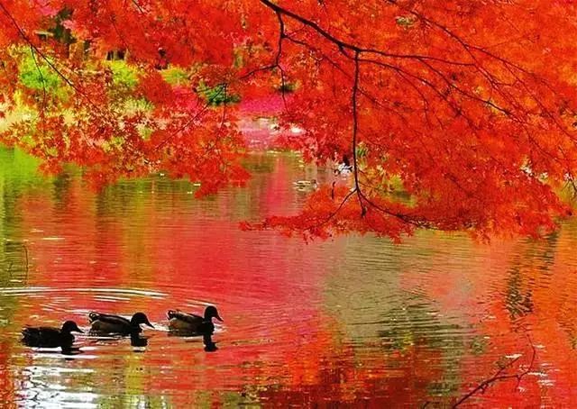 延安黄陵：醉美金秋仙遇黄陵