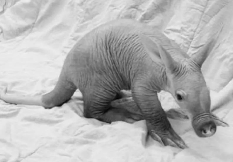 袋鼠育儿袋怎么进化来的,澳洲生物有育儿袋