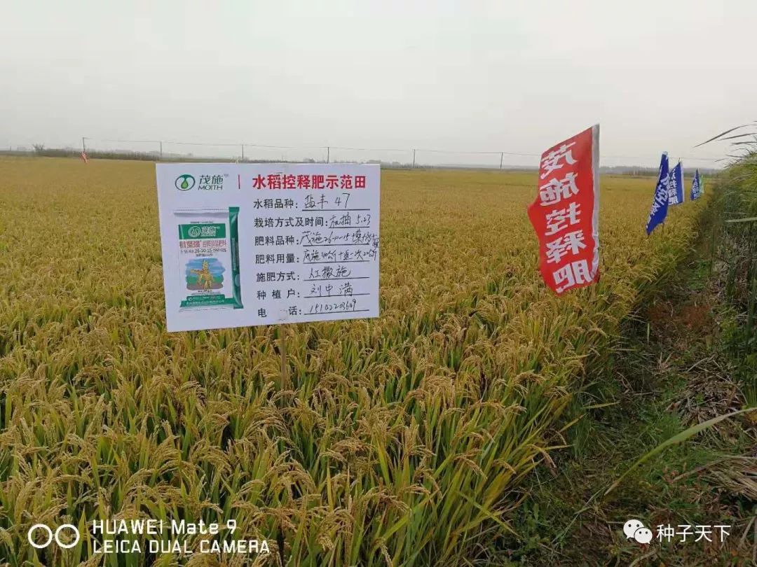 水稻种植用肥,粳稻施什么肥好