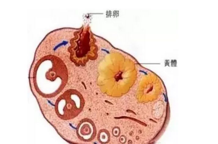 16岁女生突然肚子痛是什么原因,17岁女孩子为何突然肚子痛