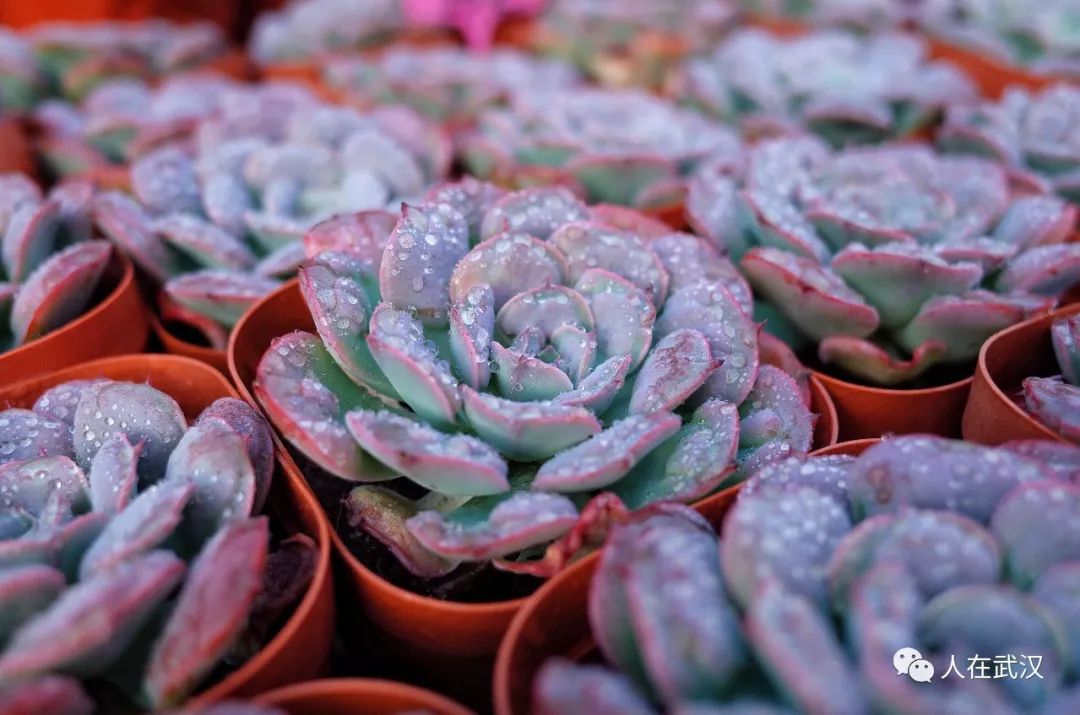 花市买10元3盆多肉,武汉多肉花卉便宜