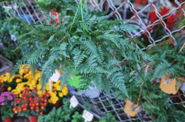 花市买10元3盆多肉,武汉多肉花卉便宜