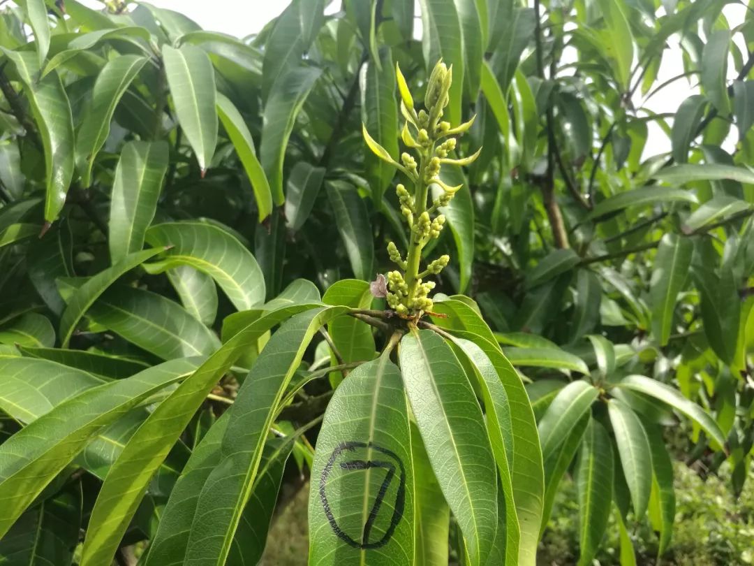 芒果催花卡壳解决方法,什么原因芒果催花失败