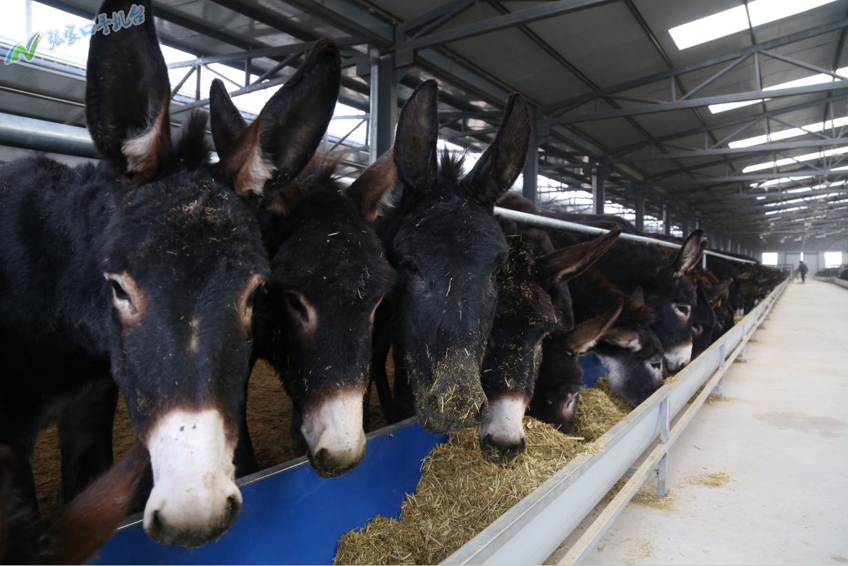 驴脱贫致富新路径,脱贫攻坚养殖致富新路子