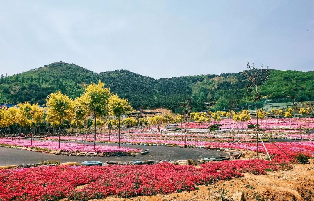 临沂田园综合体,临沂沂南田园综合体名单