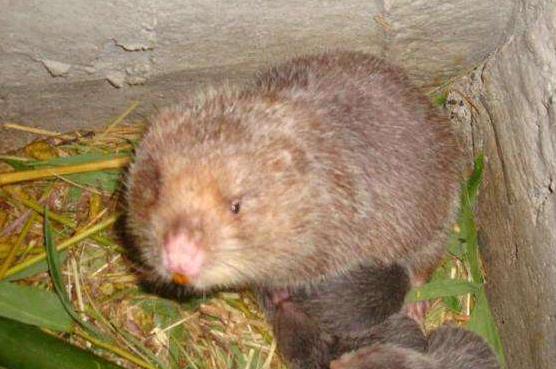 小竹鼠从小养到大,小小竹鼠