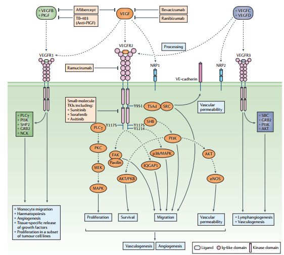 宝刀未老！全球首个饿死癌细胞的抗癌药，30年后成为免疫治疗的神助攻
