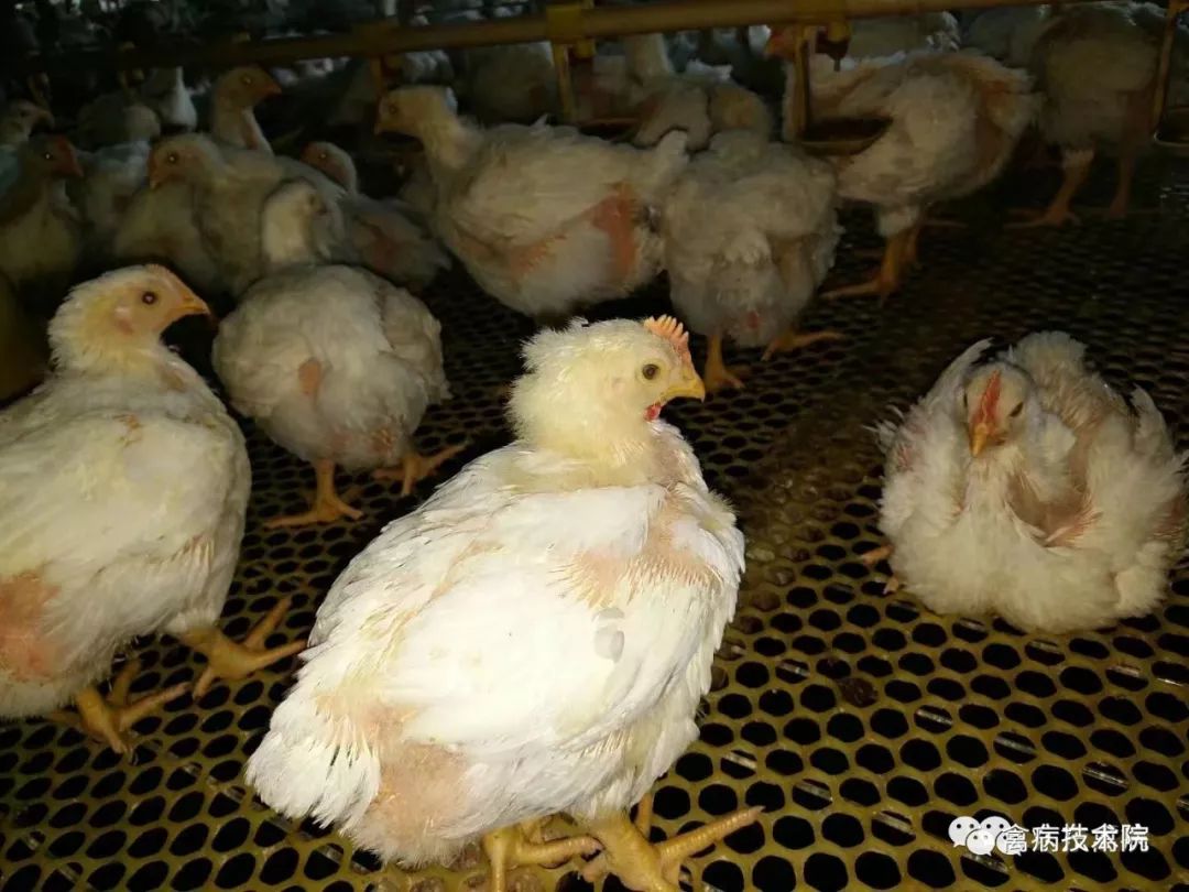 蛋鸡滑膜炎支原体的诊治—于正教你如何正确预防+治疗