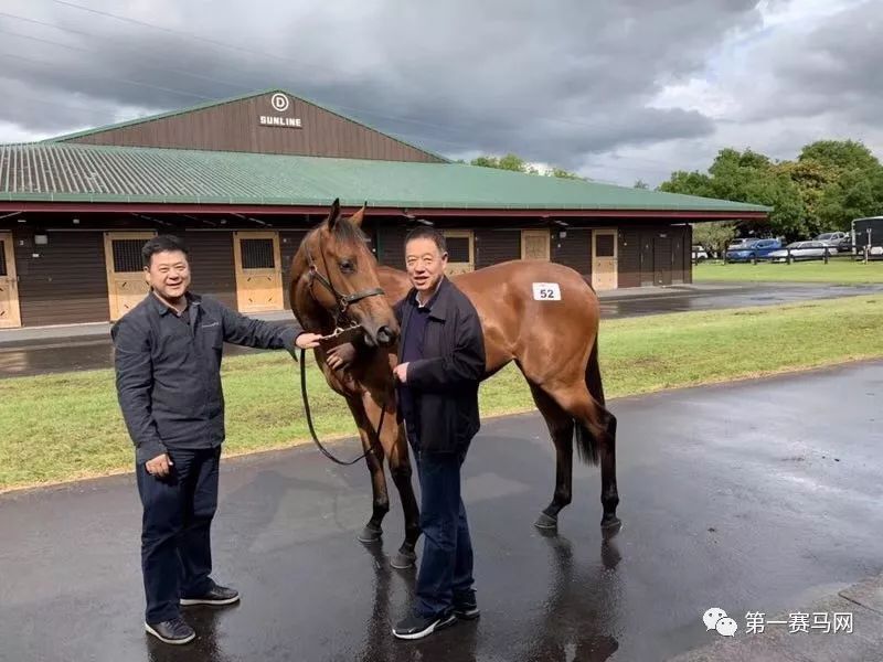 「买马」莱德旗下赛驹拍出高价，中国马主团豪砸重金购入佳驷，新西兰卡拉卡两岁受训马拍卖会隆重开槌