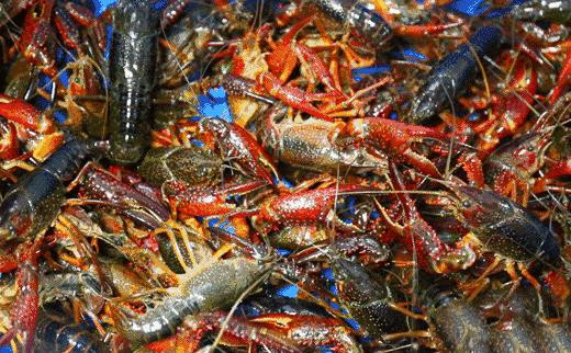 鍐槾鍔熸嘲寮忓皬榫欒櫨,闆嗘笖鍐槾鍔熷皬榫欒櫨鑷姪