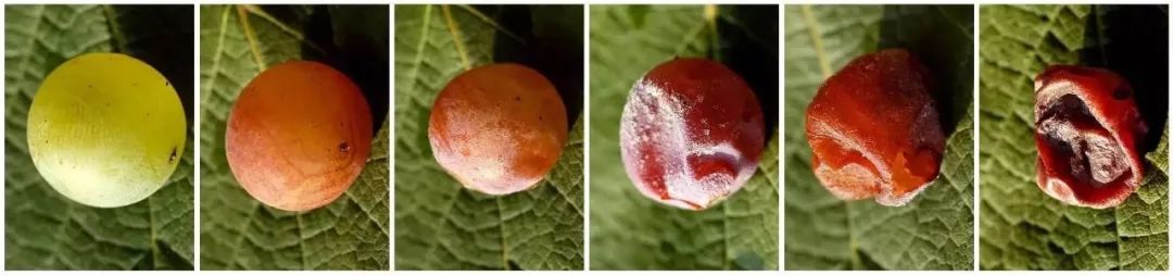 苏玳贵腐葡萄酒2瓶装多少钱,法国苏玳贵腐葡萄酒1998