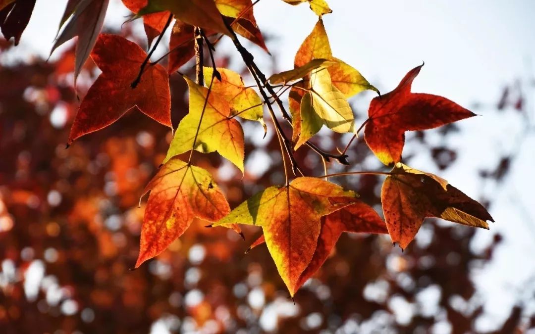 厉害了！再过不久，上海这些地方要“火”了！乘公共交通去围观