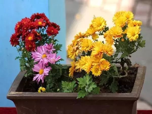 家中总有人生病摆放什么镇宅,家人生病家里摆什么物件