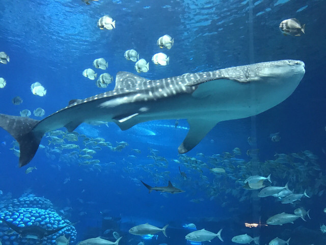 长隆珠海海洋王国网红打卡,珠海长隆海洋王国哪里买门票便宜