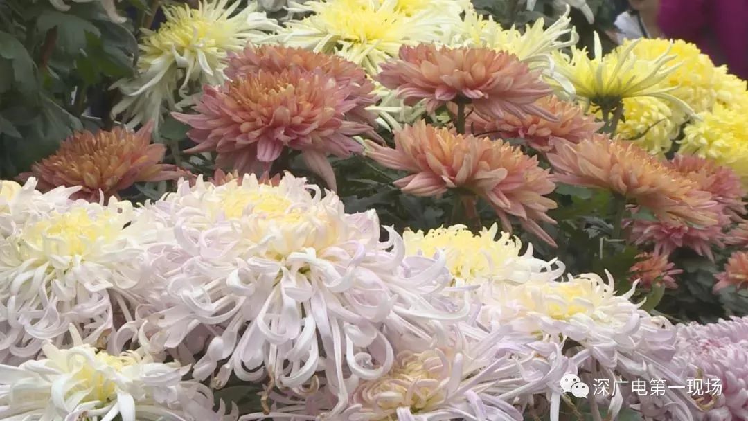 深圳东湖公园菊花展结束,深圳东湖公园菊花展延期