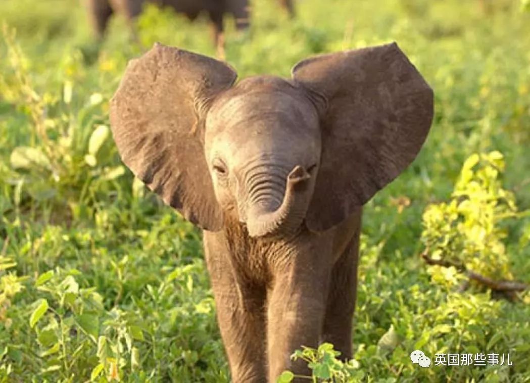 兔兔这么可爱为什么要吃它,兔兔这么可爱为什么要吃兔兔呢