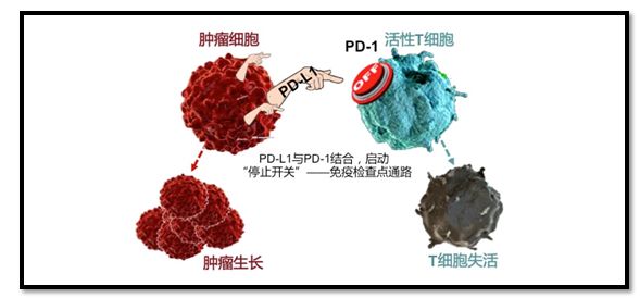 「涨姿势」对症下药，免疫治疗是否真的适合你？