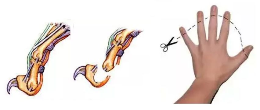 布偶猫多大可以领养,为什么不建议你领养布偶猫