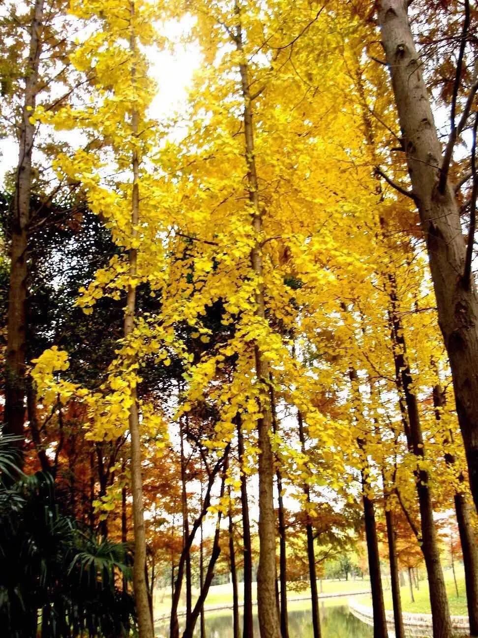 满城尽带黄金甲最美画面,满城尽带黄金甲拍摄地风景