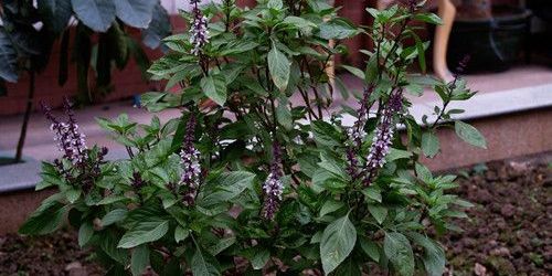 九层塔什么地方有卖,九层塔在超市有卖吗