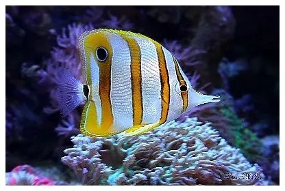 海水小百科紫月神仙鱼,海水小百科扁脑珊瑚