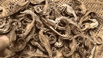 渔家女朋友圈直播,渔家女海鲜直播