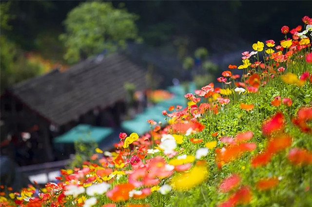 成都周边野花,成都周边花谷景区推荐