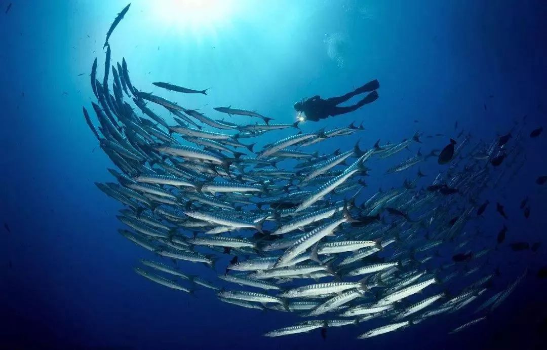 环保科普知识的图片,海洋生态环保主题方案