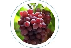 小孩被喂得胃破裂,宝宝吃撑了死亡急救