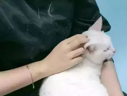 黑色纯棉衣服粘毛妙招,衣服粘毛絮用啥方法