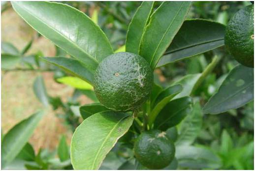 秋梢如何防治病虫害,注意秋梢之后的防落果管理