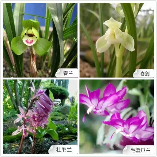 春夏季开花的兰花种类大全,花期比较长的兰花有哪几种