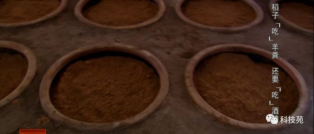 稻田吃活鱼,稻田里吃稻花鱼