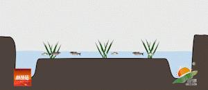 稻田吃活鱼,稻田里吃稻花鱼