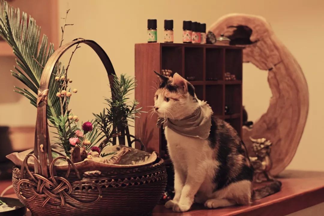 闲时赏花听歌静时看书喝茶,一处悠闲安静的好去处