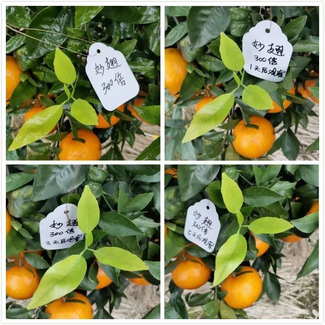 植保技术革命！有机硅、精油、有机氟等，谁将主宰500亿农业助剂市场？