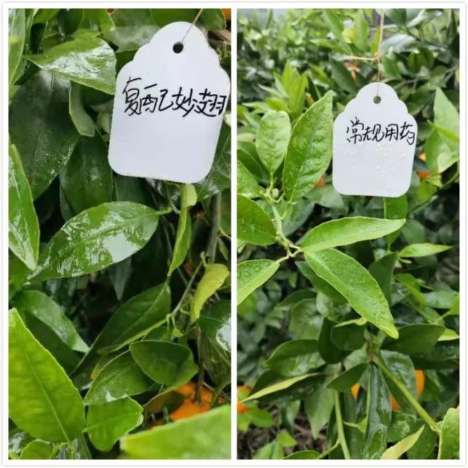 植保技术革命！有机硅、精油、有机氟等，谁将主宰500亿农业助剂市场？