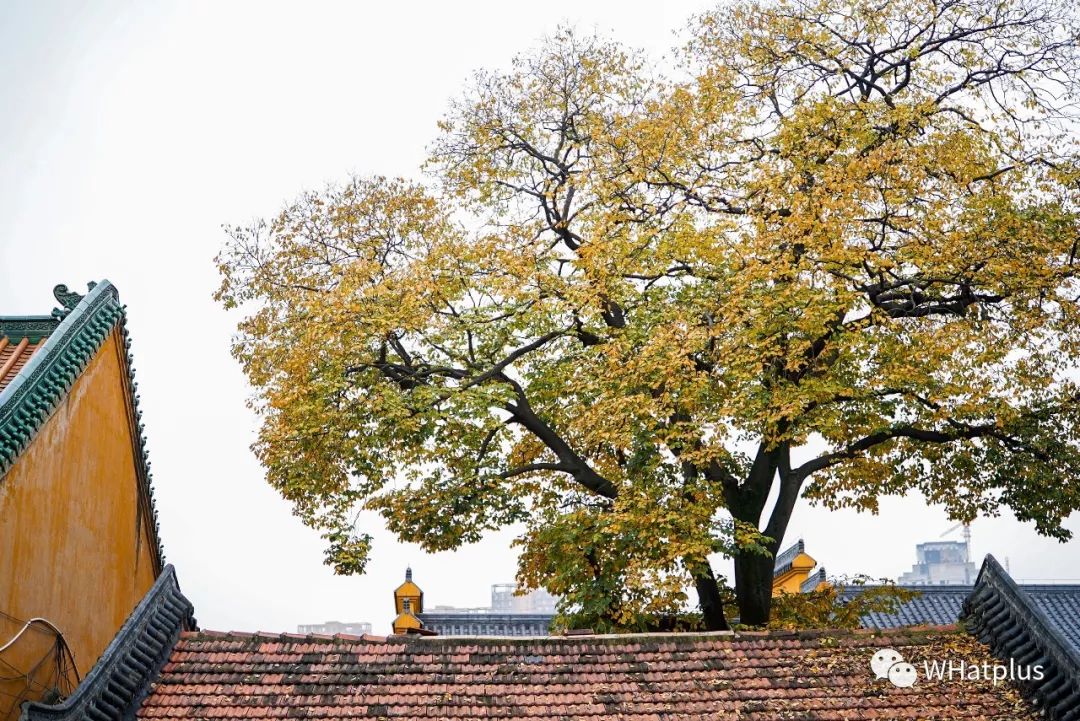 南普陀寺素菜馆推荐,观音山十大素菜馆