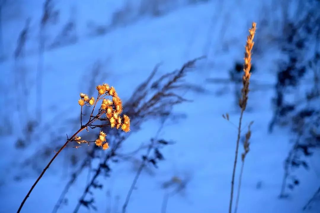 廿四节气丨和大家聊聊“大雪的几件事”