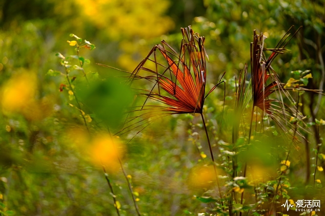 性价比之王富士x-t30无反相机推荐,富士xt3全面评测