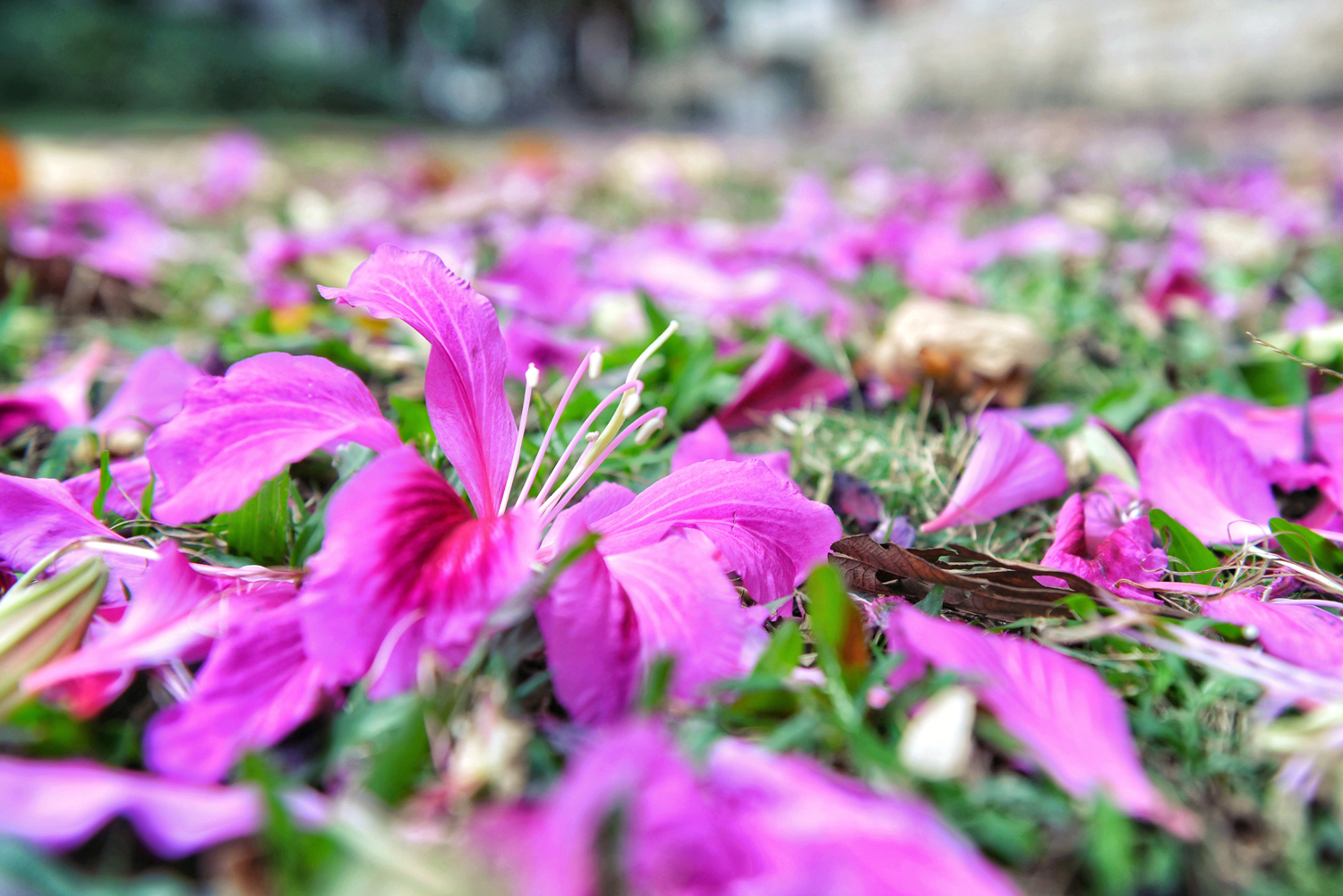 盘点那些美丽的校园时光,盘点那些美丽的校园