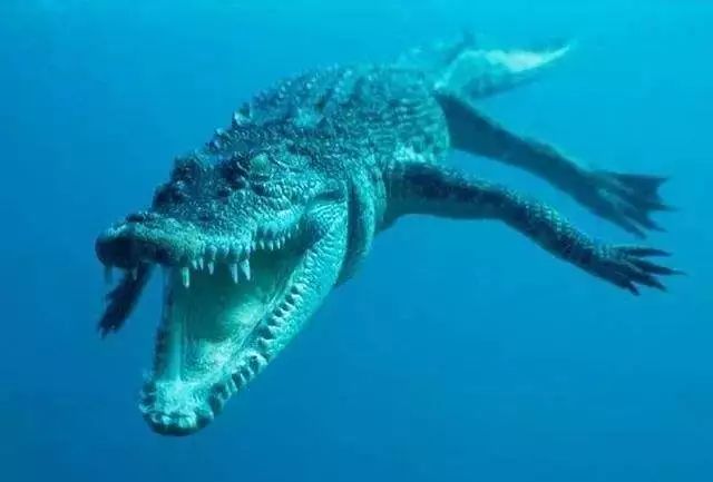 咬合力最小的恐龙是什么龙,恐龙中最大最厉害的恐龙是什么