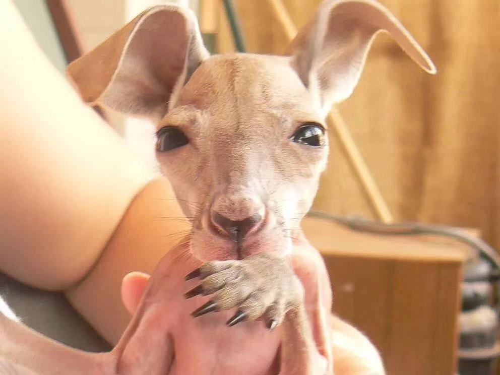 琚嬮紶缃戠孩鍘讳笘,鏂界摝杈涙牸琚嬮紶