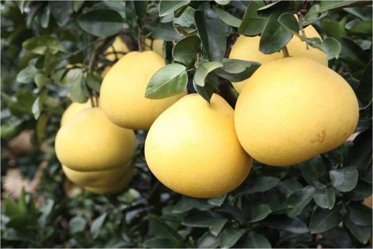 一年一度的农展会,近期农展会