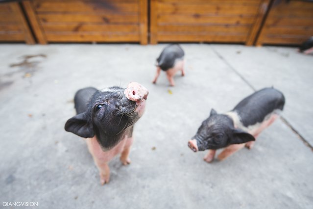 成都怎么玩一天一夜,如何在成都耍一天