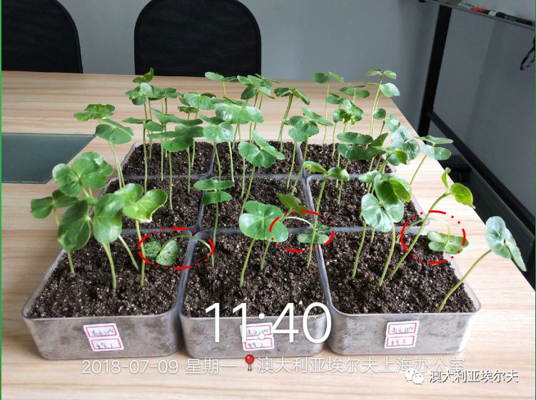 霍博士钙镁肥,霍博士拌种肥用法用量